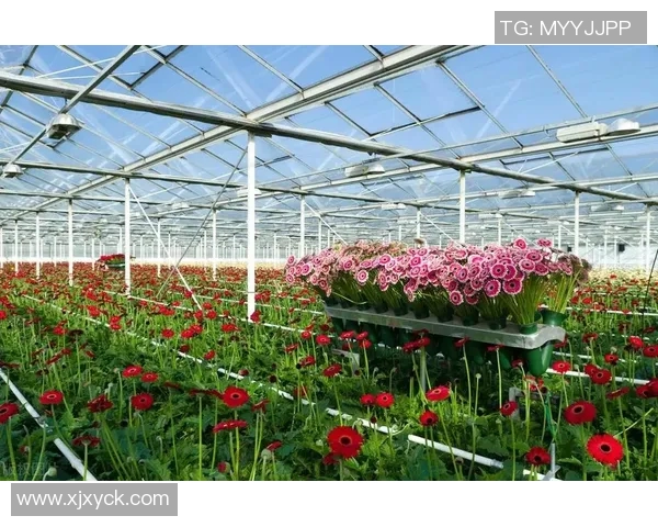 花卉种植技巧与管理方法解析助你打造美丽绿色家园